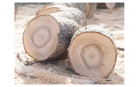 עצים יבשים לקמין