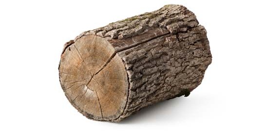 בחירת עצים להסקה